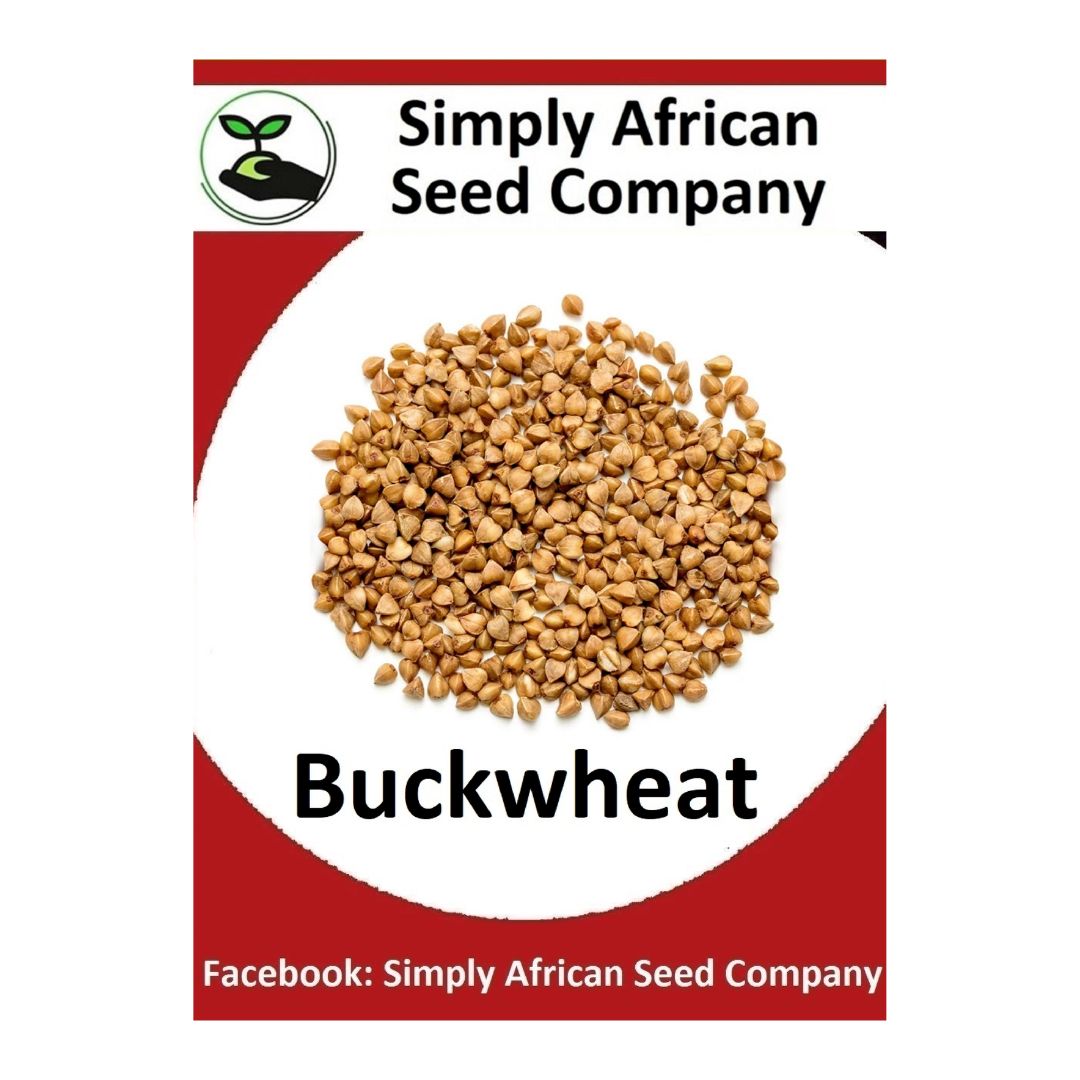 Buckwheat Seeds - Simply African Seed Company