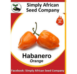 Orange Habanero seeds