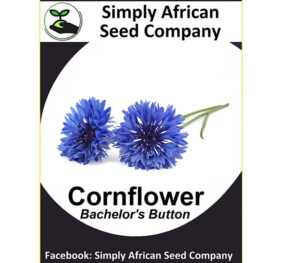 Cornflower (Bachelor’s Buttons) Centaurea cyanus