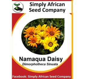 Namaqualand Daisy Seeds