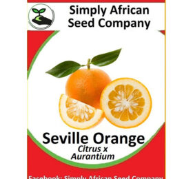 Seville Orange Seeds