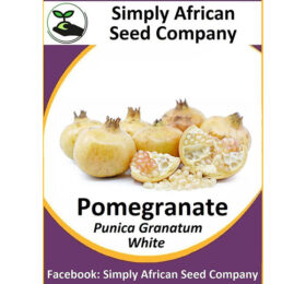 White Pomegranate Seeds