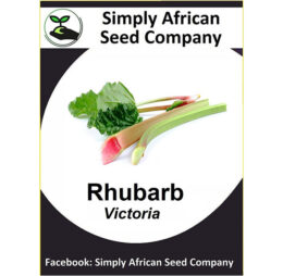 Rhubarb Seeds