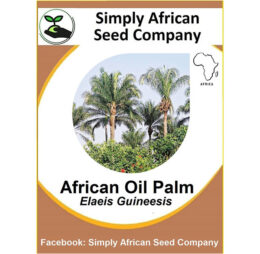 Palm African Oil (Elaeis Guineesis) 3’s