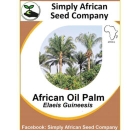 African Oil Palm Seeds