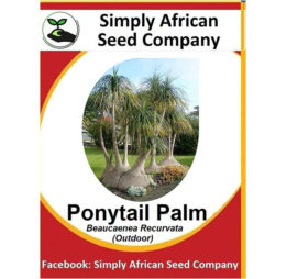 Ponytail Palm (Beaucarena Recurvata) Seeds