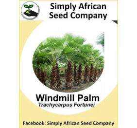 Windmill Palm (Trachycarpus Fortunei) Seeds