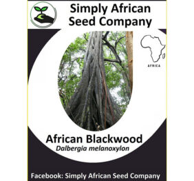 African Blackwood (Dalbergia Melanoxylon)