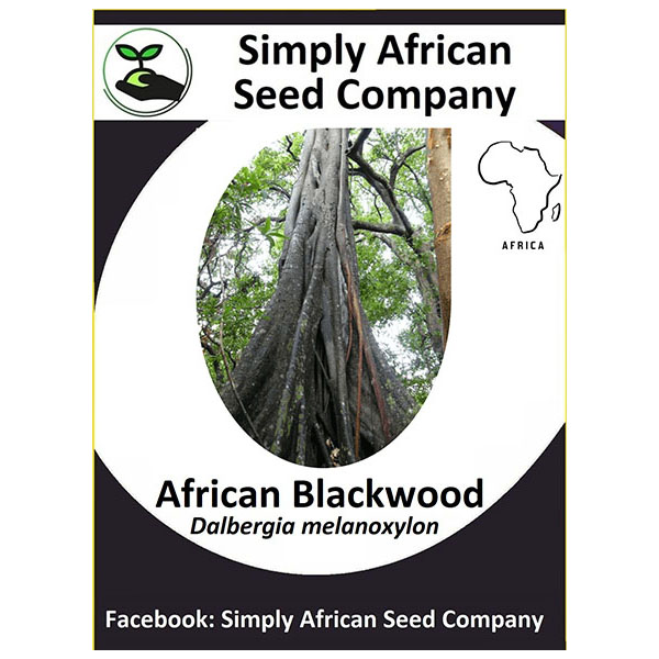 African Blackwood Dalbergia Melanoxylon Simply African Seed Company