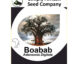 Baobab (Adansonia Digitata) Seeds