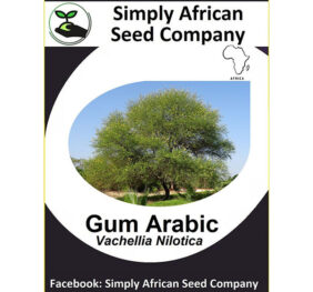 Tree Gum Arabic Seeds