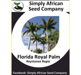 Florida Royal Palm Seeds