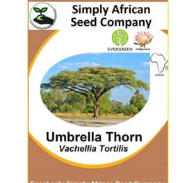 Tree Umbrella Thorn (Vachellia Tortilis) (Acacia Tortilis)