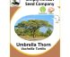 Tree Umbrella Thorn (Vachellia Tortilis) (Acacia Tortilis)