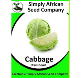 Cabbage Drumhead Seeds