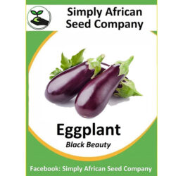 Eggplant Black Beauty (Brinjal) Seeds