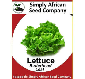 Lettuce Butterhead Seeds