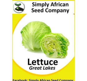Lettuce Great Lakes Seeds