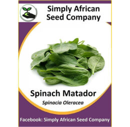 Spinach Matador Seeds