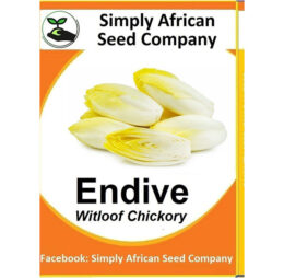 Endive Seeds