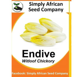 Endive Seeds