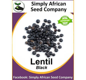 Black Lentil Seeds