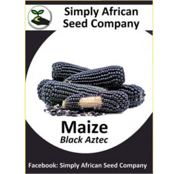 Maize Black Aztec Seeds