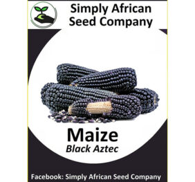 Maize Black Aztec Seeds