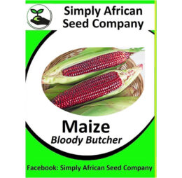 Maize Bloody Butcher Seeds
