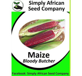 Maize Bloody Butcher Seeds