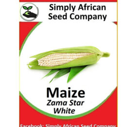 Maize White Zama Star Seeds