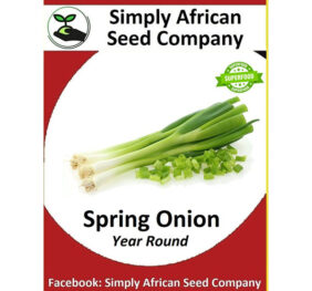 Spring Onion All Year Seeds
