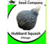 Hubbard Squash Chicago Seeds