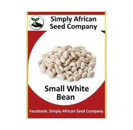 Small White Bean Seeds