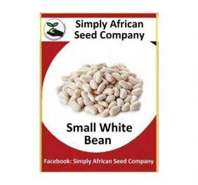 Small White Bean Seeds
