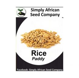 Paddy Rice Seeds