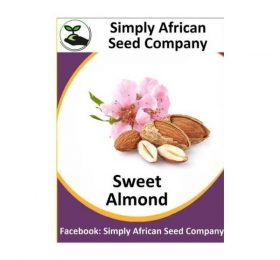 Sweet Almond Seeds