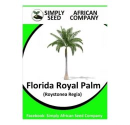 Florida Royal Palm Seeds