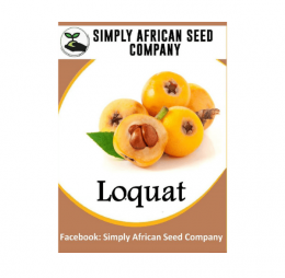 Loquat Seeds