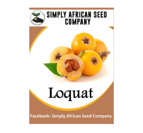 Loquat Seeds