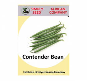 Contender Bean Seeds