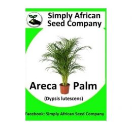 Areca Palm Seeds