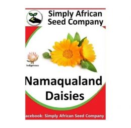 Namaqualand Daisy Seeds