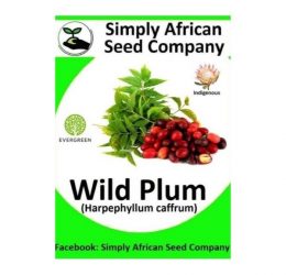 Wild Plum (Harpephyllum Caffrum) Seeds