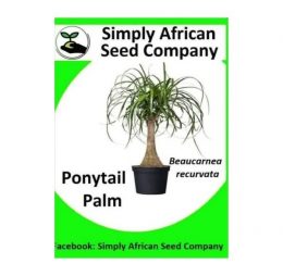 Ponytail Palm (Beaucarena Recurvata) Seeds