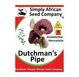 Dutchman’s Pipe (Aristolochia Macrophylla) Seeds