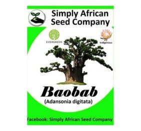 Baobab (Adansonia Digitata) Seeds