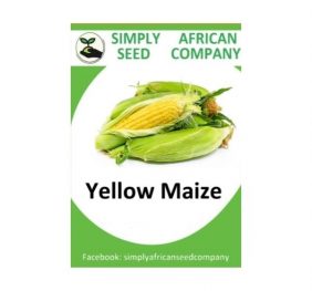 Yellow Maize Seeds