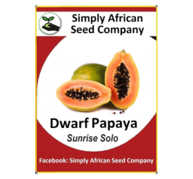 Dwarf Papaya Sunrise Solo (Papino)