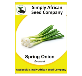Spring Onion (Everlast) 50’s